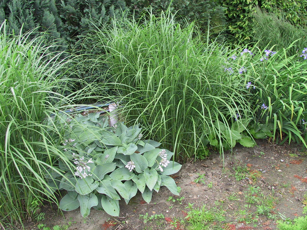 Hosta Hybride Mollies Blaue 13.jpg